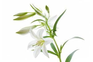 White lily isolated on white background photo