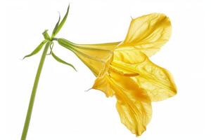A yellow flower is shown in front of a white background photo