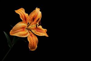 Orange lily on black background photo