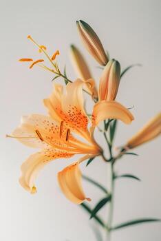 lirio naranja sobre fondo blanco foto