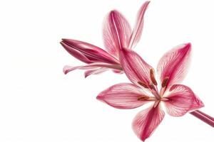 A single pink flower is shown on a white background photo