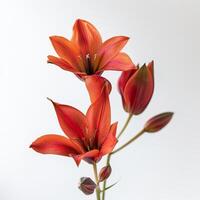 A vase with three red flowers photo