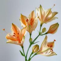 Orange lily flowers on a white background photo