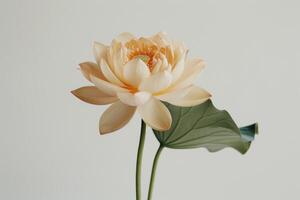 A single lotus flower is shown in a vase photo