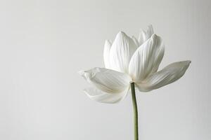A white lotus flower is shown in front of a white background photo