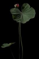 A single lotus flower is shown against a black background photo