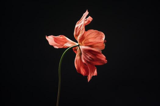 A single red flower is shown against a black background photo