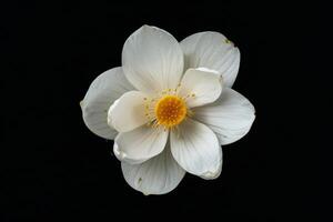 White lotus flower on black background photo
