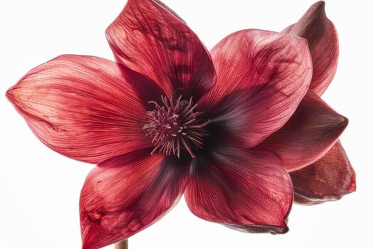 A red flower is shown in front of a white background photo