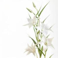 White flowers are in a vase on a white background photo