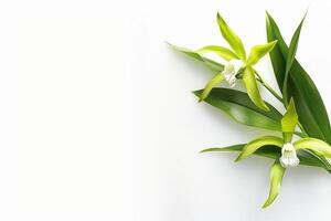 Green orchid flowers on white background photo