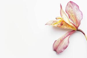 A single flower is shown on a white surface photo