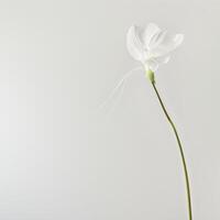 A single white flower is standing in a vase photo