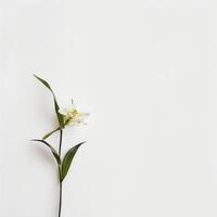 White lily on white background photo
