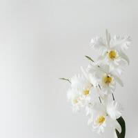 White orchid flowers on a white background photo
