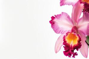 Two pink orchids are on a white background photo