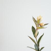 A single yellow flower is in a vase photo