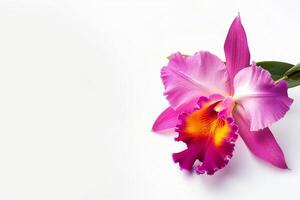 A single pink orchid flower on a white background photo
