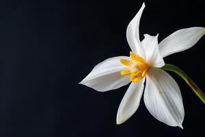 White and yellow daffodil on black background photo