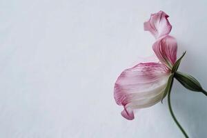A single pink flower on a white background photo