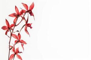 Red orchid flowers on a white background photo