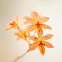Orange flowers are in a vase photo