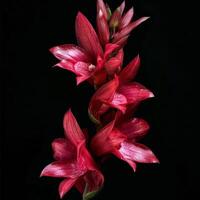 A red flower is shown against a black background photo