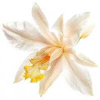 White orchid flower on white background photo