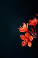 A close up of some red flowers photo