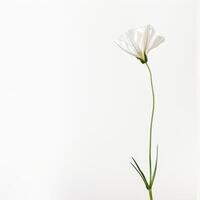 A single white flower is standing in a vase photo