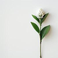 White flower on white background photo