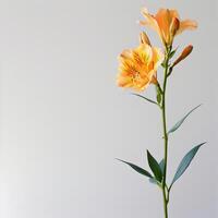 Orange flower on white background photo