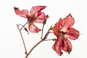 Two dead flowers are on a stem photo