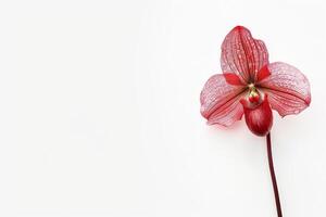 A single red orchid on a white background photo