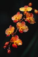 Photograph orange and yellow orchids by jason wong on 500px photo