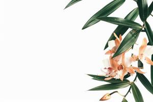 A branch of orchid flowers with leaves on a white background photo