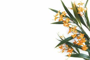 Orange orchids on white background photo