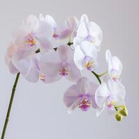 White orchids on a white background photo