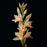 Orange flowers are in a vase on a black background photo