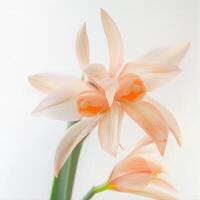 A close up of two orange flowers photo