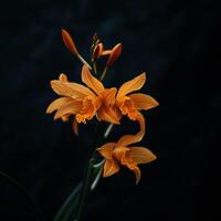 Orange orchid flowers on a dark background photo