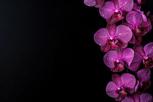 Purple orchids on black background photo