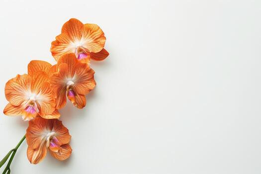 Orange orchids on white background photo