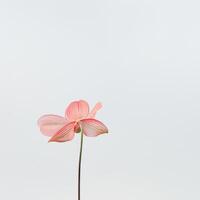 A single pink flower is sitting in a vase photo