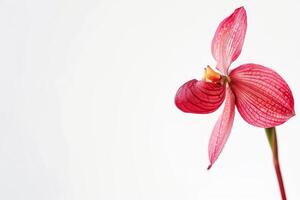 A single red orchid flower on a white background photo