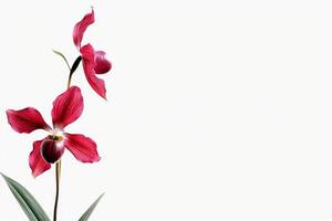 Red orchid flower on white background photo
