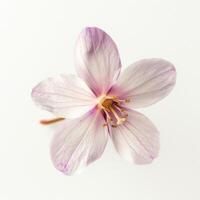 A single pink flower on a white background photo