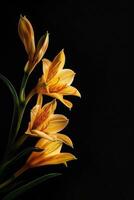 Yellow lily flowers on a black background photo