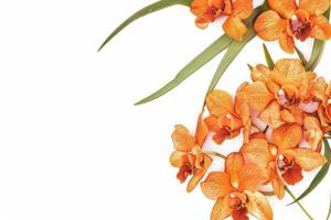 Orange orchids on white background photo