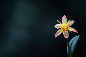 A single flower is shown in front of a dark background photo
